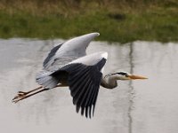 2021 02 06 0143 : Les Grangettes, Oiseaux