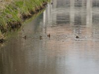 2021 02 06 0162 : Les Grangettes, Oiseaux