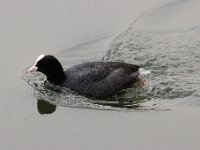 2021 02 06 0168 : Les Grangettes, Oiseaux