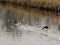 2021 02 06 0178 : Les Grangettes, Oiseaux