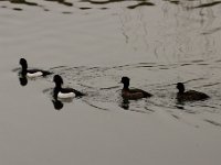 2021 02 06 0190 : Les Grangettes, Oiseaux