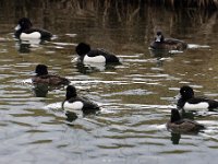 2021 02 06 0192 : Les Grangettes, Oiseaux