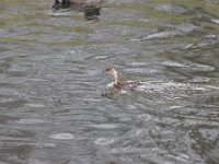 2021 02 06 0194 : Les Grangettes, Oiseaux