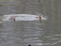 2021 02 06 0203 : Les Grangettes, Oiseaux