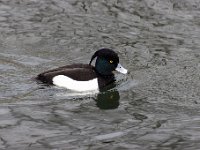 2021 02 06 0207 : Les Grangettes, Oiseaux