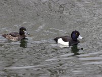 2021 02 06 0209 : Les Grangettes, Oiseaux