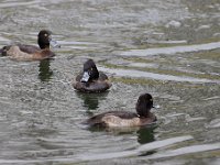 2021 02 06 0212 : Les Grangettes, Oiseaux