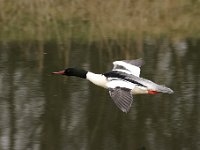 2021 02 06 0220 : Les Grangettes, Oiseaux