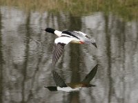 2021 02 06 0224 : Les Grangettes, Oiseaux