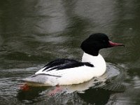 2021 02 06 0244 : Les Grangettes, Oiseaux