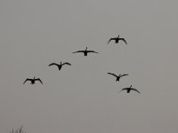 2021 02 06 0246 : Les Grangettes, Oiseaux