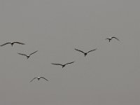 2021 02 06 0248 : Les Grangettes, Oiseaux