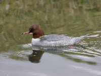 2021 02 06 0249 : Les Grangettes, Oiseaux