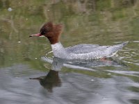 2021 02 06 0251 : Les Grangettes, Oiseaux