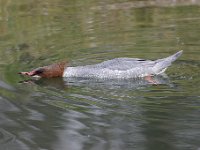 2021 02 06 0255 : Les Grangettes, Oiseaux