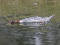 2021 02 06 0257 : Les Grangettes, Oiseaux