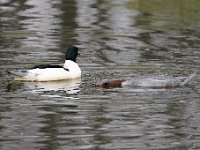 2021 02 06 0267 : Les Grangettes, Oiseaux