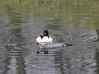2021 02 06 0272 : Les Grangettes, Oiseaux