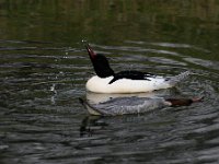2021 02 06 0275 : Les Grangettes, Oiseaux