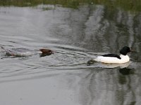 2021 02 06 0281 : Les Grangettes, Oiseaux