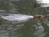 2021 02 06 0283 : Les Grangettes, Oiseaux