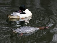 2021 02 06 0284 : Les Grangettes, Oiseaux