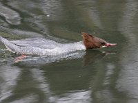 2021 02 06 0288 : Les Grangettes, Oiseaux