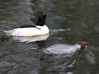 2021 02 06 0290 : Les Grangettes, Oiseaux