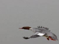 2021 02 06 0293 : Les Grangettes, Oiseaux