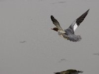 2021 02 06 0298 : Les Grangettes, Oiseaux