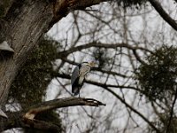2021 02 06 0301 : Les Grangettes, Oiseaux