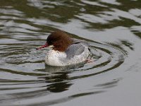 2021 02 06 0302 : Les Grangettes, Oiseaux